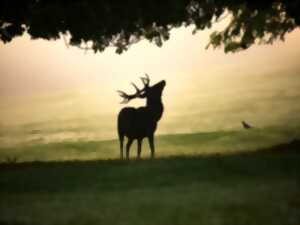 photo NUIT DU BRAME DU CERF
