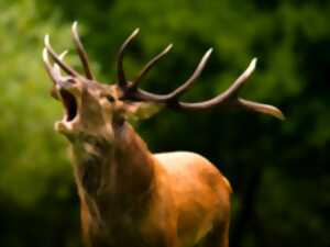 Soirée brame du cerf