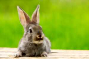 MÉDIATION ANIMALE : LAPIN (0/3 ANS)