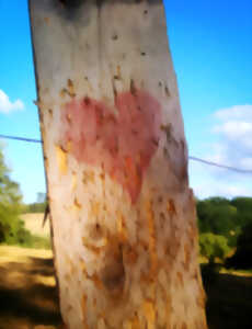 photo Les mots vagabonds