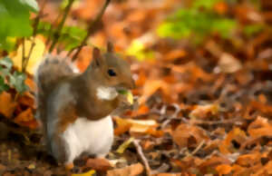 photo L'automne : la nature en mouvement !
