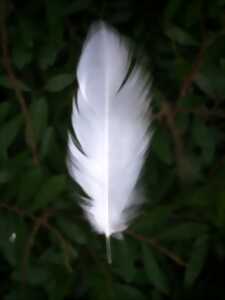 photo Biblis en folie - Exposition interactive sur les plumes et les oiseaux