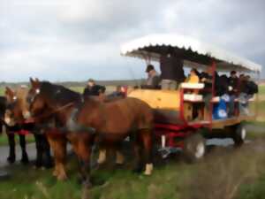 photo Balade en attelage : 