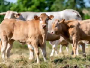 photo La Tournée des Fermes - Ferme Lang
