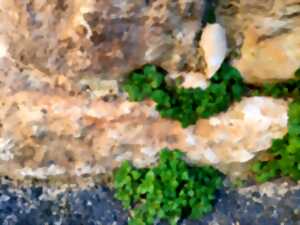 photo PLANTES SAUVAGES DES MURS ET DES TROTTOIRS