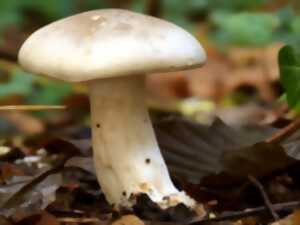 photo Balade « Cherchons les champignons ! »