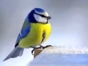 photo Balade sur « La migration des oiseaux »