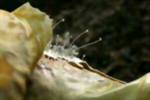 photo Exposition : empreintes et la terre
