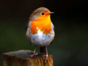 photo Oiseaux de nos campagnes