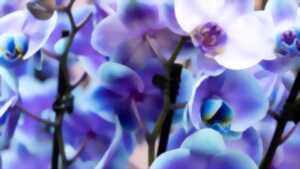 photo Exposition d'orchidées