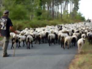 photo La route de la transhumance passe par Cauvignac