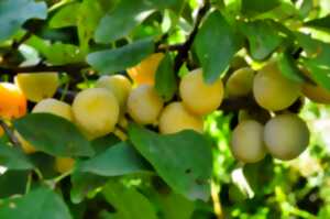 photo Portes ouvertes - Pépipnière 'Le fruit du sauvageons'