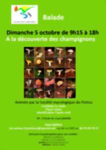 photo A la découverte des champignons