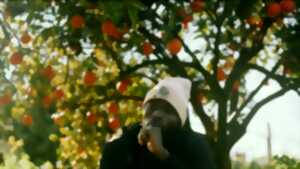 photo The Pickers - Fruits amers