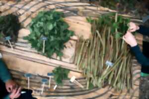 photo Découverte des plantes sauvages comestibles d'Anglet
