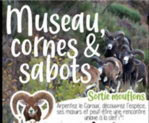 photo MUSEAU, CORNES ET SABOTS