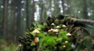 photo « Symbioses » de Axel Cohen