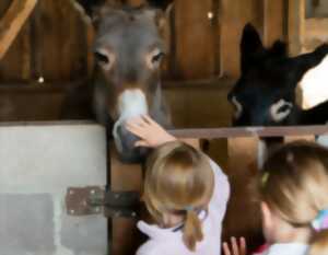photo Nourrissage des animaux à la ferme Kieffer