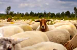 photo A la rencontre d'un berger itinérant