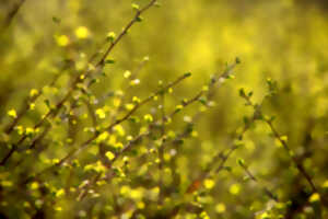 photo Partez à la rencontre des arbres avec Art thérapie et Nature