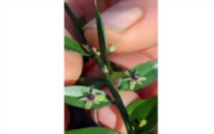 L’intelligence des plantes