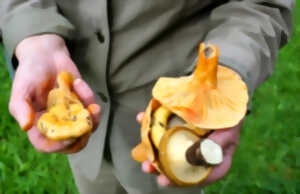 Week-end champignons