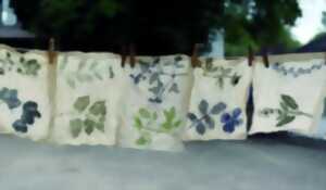 Plantes Tinctoriales 2