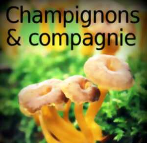 photo Exposition : champignons & compagnie