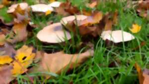 Les champignons et l'automne