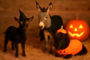 photo Halloween s'invite à la ferme