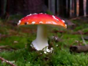 photo Initiation à la mycologie