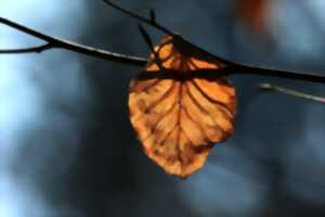 photo Cycle d'Ateliers créatifs : 