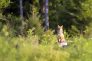 photo Sur la piste des animaux de la plaine