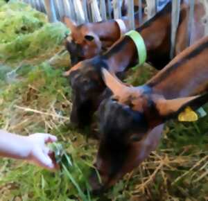 photo Visite de la ferme et dégustation