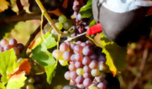 photo Visite guidée : Vin et dégustations