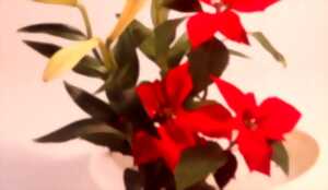 photo Démonstration et Atelier d'Ikebana