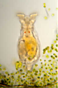 photo Invisible Biodiversité