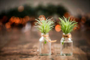 photo Mon Noël nature