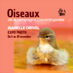 photo EXPO-PHOTO OISEAUX DE LA CAMPAGNE COMMINGEOISE