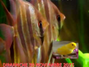 photo Bourse aux poissons