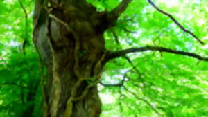 photo Chantier gestion de haies au Temple