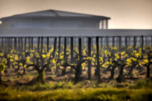 photo Visite et dégustation des vins du Château Couhins