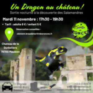 photo Sortie nocturne - À la découverte des salamandres