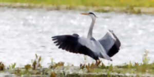 photo Sortie nature LPO: Les oiseaux du domaine du Léché