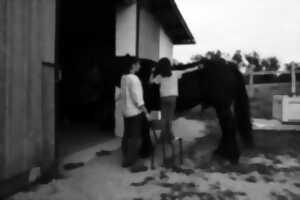 photo Journées découverte de la Médiation par le cheval