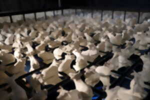 photo Marguerite - les petites vaches de Belin