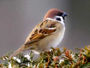 photo Atelier famille - Mangeoire à oiseaux à la Commanderie d'Arville