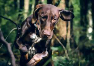 photo Battue pour le lot 3 