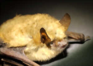 photo Atelier Brico'nature “Gîte à Chauve-souris”