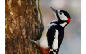 photo Sortie nature “Le bois des oiseaux”